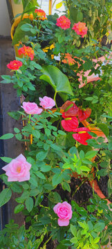 月季花