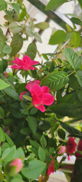 月季花