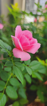 月季花