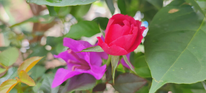 月季花
