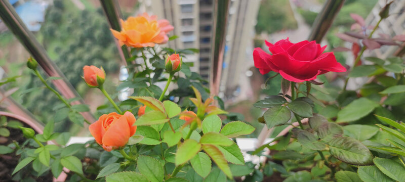 月季花