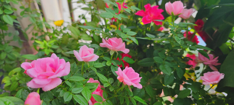 月季花