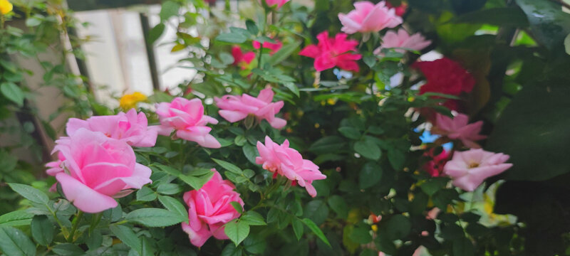 月季花