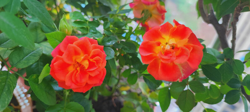 月季花