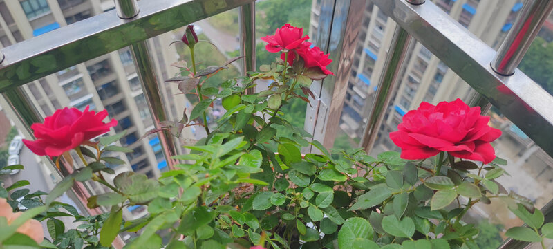 月季花