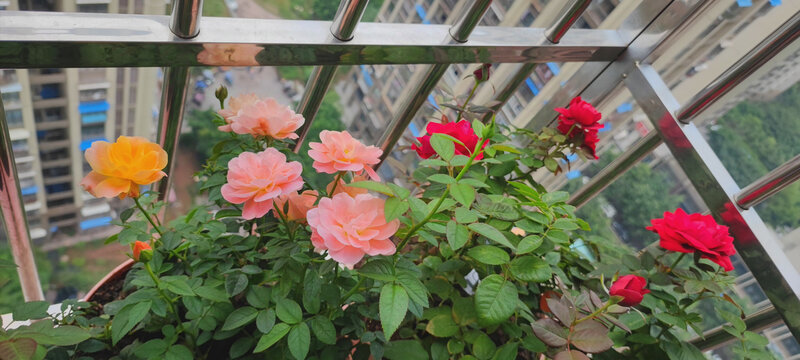 月季花