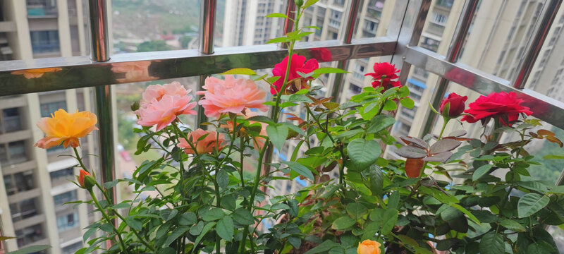 月季花