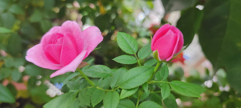 月季花