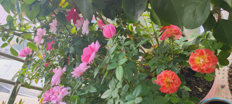 月季花