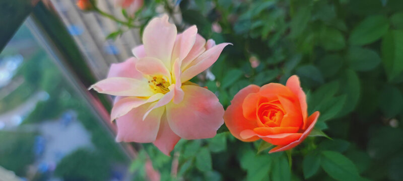 月季花