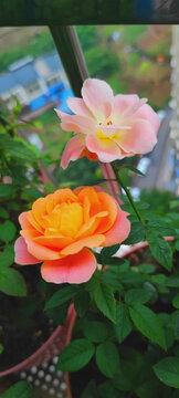 月季花