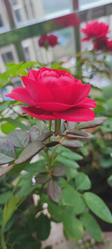 月季花