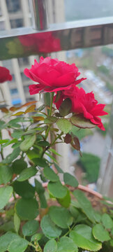 月季花