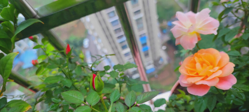 月季花