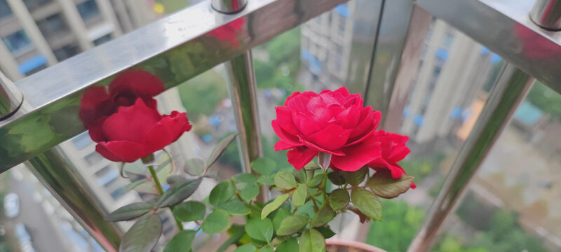 月季花