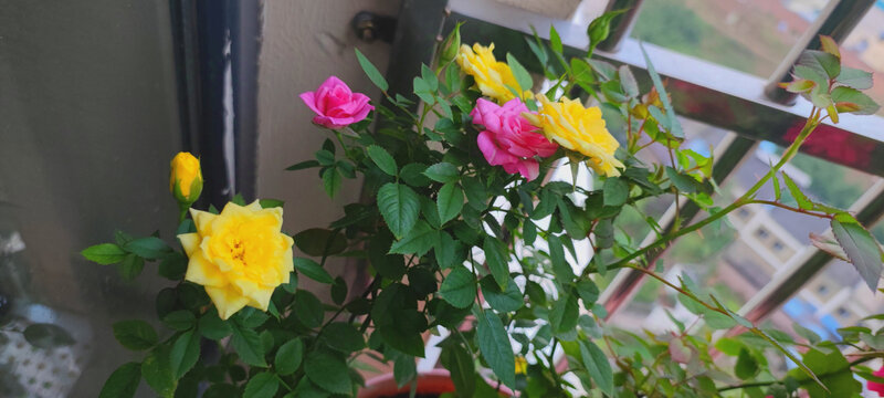 月季花