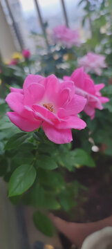 月季花