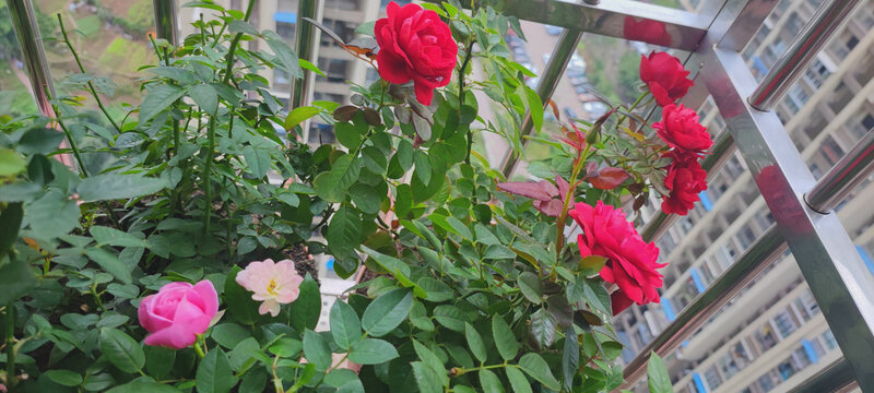 月季花