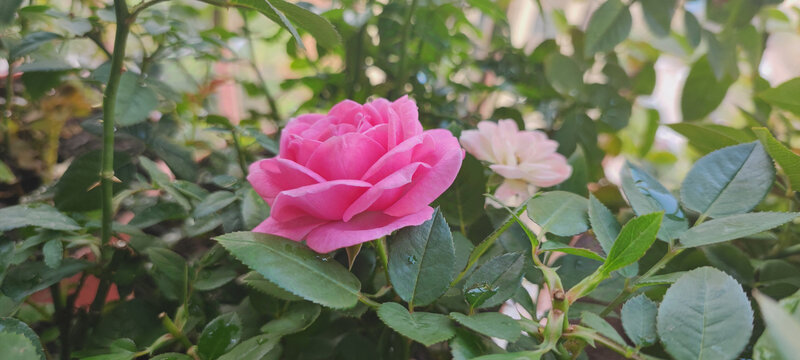 月季花