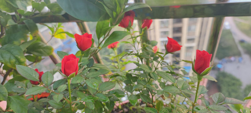 月季花
