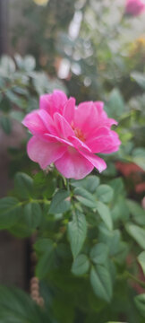 月季花