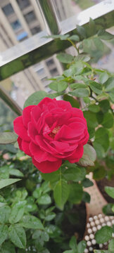 月季花