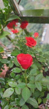 月季花