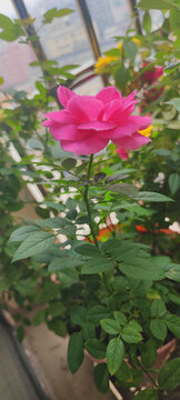 月季花