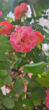 月季花