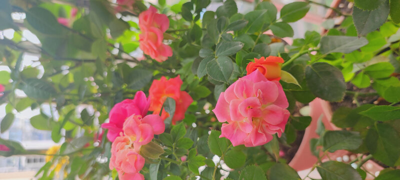 月季花