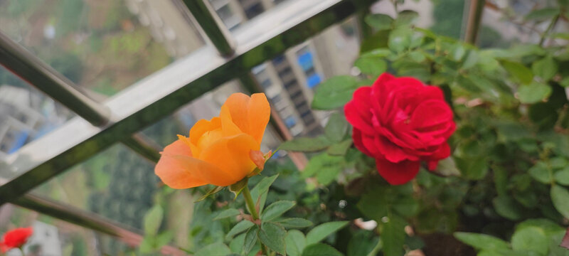 月季花