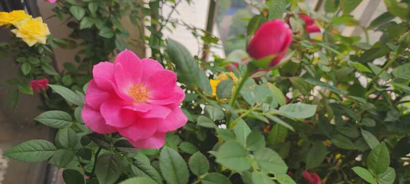 月季花