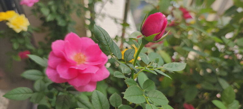 月季花