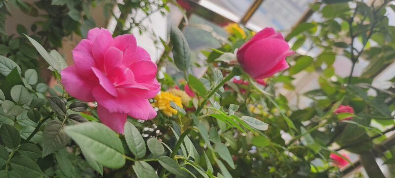 月季花