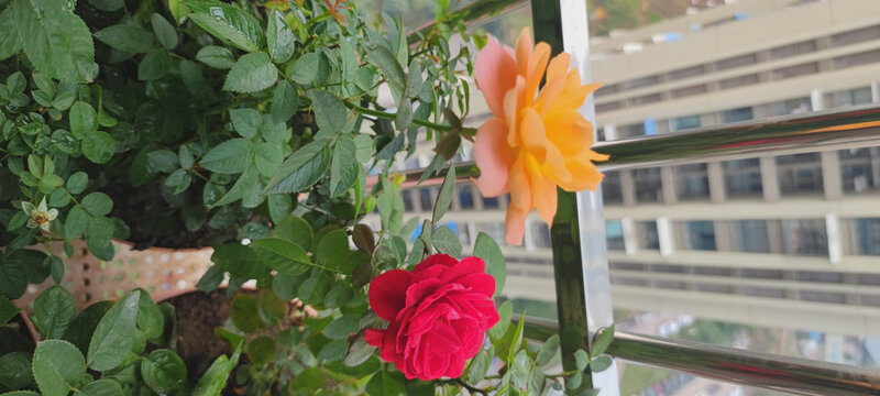 月季花