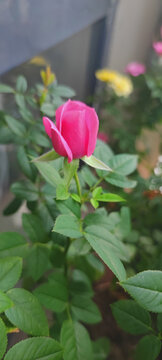 月季花