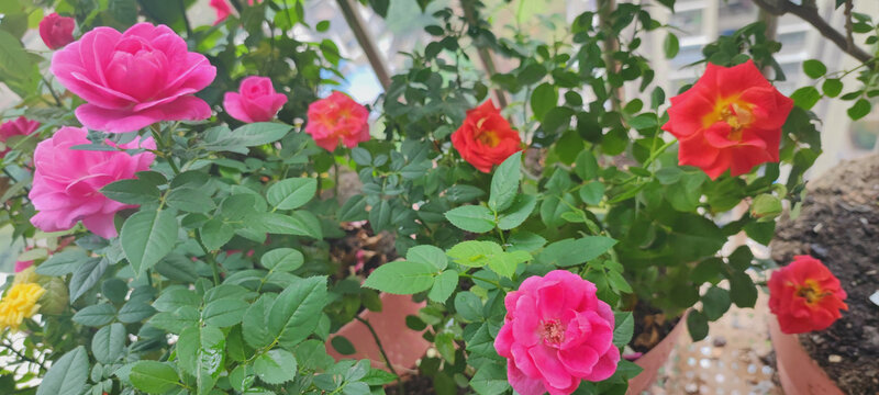 月季花