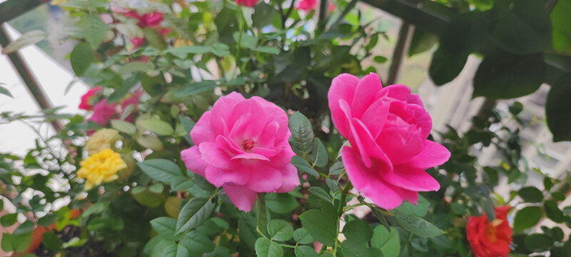月季花