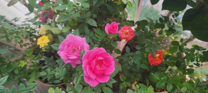 月季花