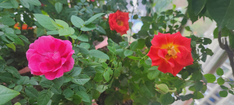 月季花