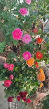 月季花