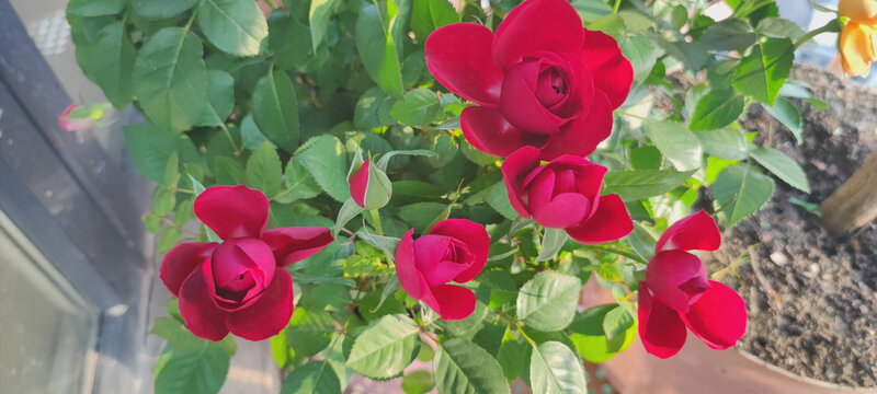 月季花