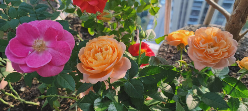 月季花