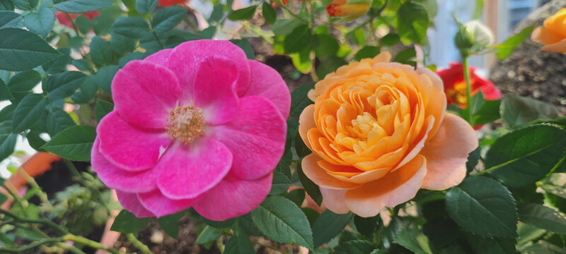 月季花