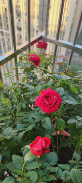 月季花