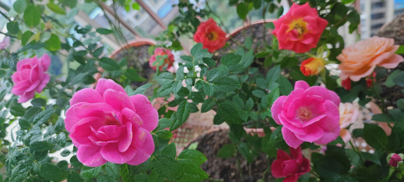月季花