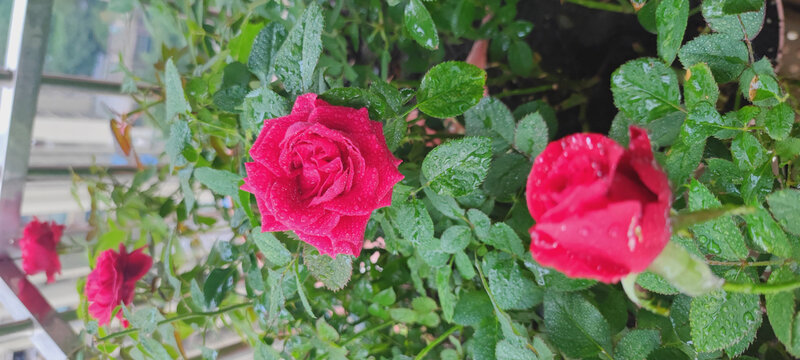 月季花