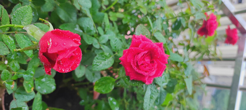 月季花