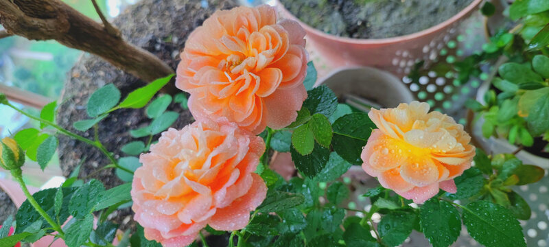 月季花
