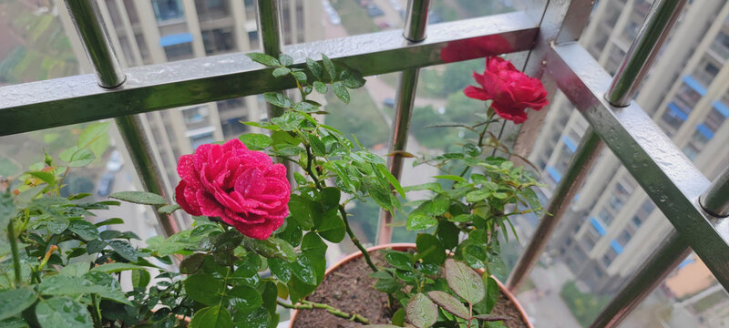 月季花